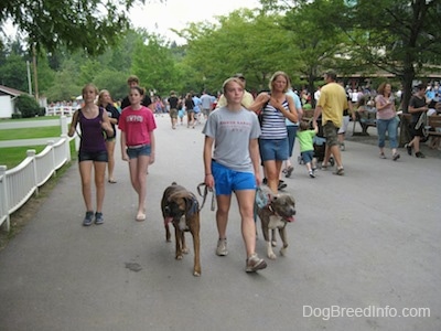 A girl in a grey shirt is leading two dogs on a walk across a park. There are people walking all around them.