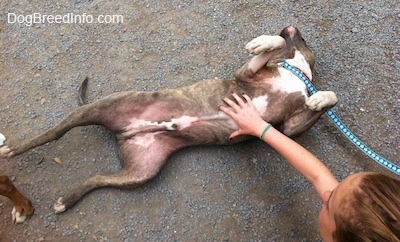 A blue-nose Brindle Pit Bull Terrier is laying upside down and a person is rubbing his belly.