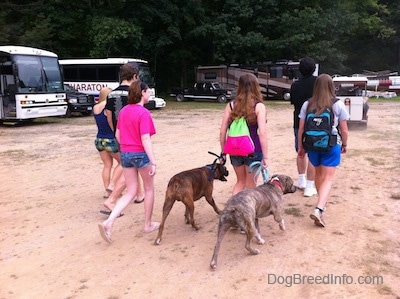 A group of girls, two guys and two dogs are walking across a sandy parking lot. There are a lot of buses, RVs and cars to the left of them.