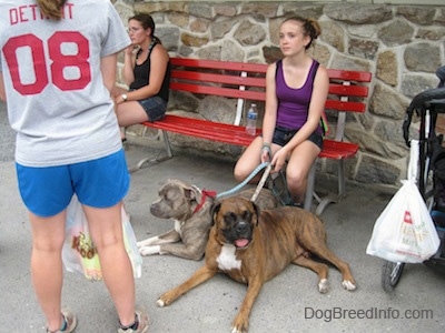 A girl in a purple shirt is sitting on a red bench holding the leash of two dogs that are laying down.