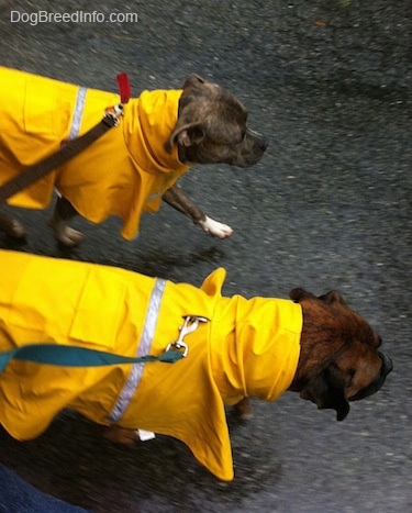 A blue-nose Brindle Pit Bull Terrier and a brown with black and white Boxer are wearing yellow rain coats walking across a blacktop surface.