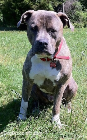 A blue-nose Brindle Pit Bull Terrier is wearing a red collar sitting in grass looking forward.