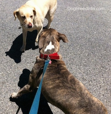 A blue-nose Brindle Pit Bull Terrier is looking at the yellow Labrador.