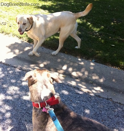 A yellow Labrador is standing in grass across from a blue-nose Brindle Pit Bull Terrier in the street.