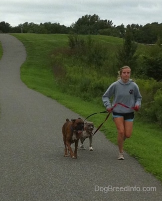 A blonde-haired girl is leading a blue-nose brindle Pit Bull Terrier puppy and a brown brindle Boxer on a run down a walkway.