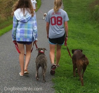 The back of a blonde-haired girl and a girl in a blue plaid jacket that are leading a blue-nose brindle Pit Bull Terrier puppy and a brown brindle Boxer on a walk. There is a person in a white shirt walking down the path with a Cavalier King Charles Spaniel dog.