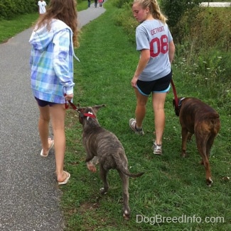 The back of a blonde-haired girl and a girl in a blue jacket that are leading a blue-nose brindle Pit Bull Terrier puppy and a brown brindle Boxer on a walk in grass. There are people walking down a path in front of them.