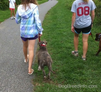 The back of a blonde-haired girl and a girl in a blue plaid jacket that are leading a blue-nose brindle Pit Bull Terrier puppy and a brown brindle Boxer on a walk. A person in a white shirt is standing across from them and holding the leash of her Cavalier King Charles Spaniel dog.