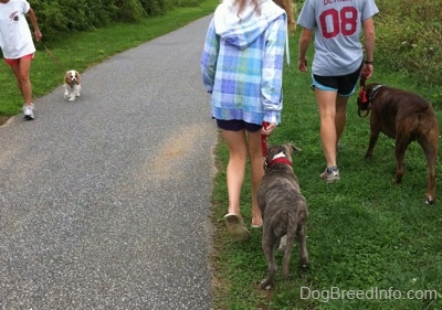 The back of a blonde-haired girl and a girl in a blue jacket that are leading a blue-nose brindle Pit Bull Terrier puppy and a brown brindle Boxer on a walk in grass across from a person in a white shirt leading her white with tan dog on a walk.