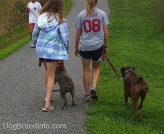 The back of a blonde-haired girl and a girl in a blue jacket that are leading a blue-nose brindle Pit Bull Terrier puppy and a brown brindle Boxer on a walk. There is a person in a white shirt walking down the path with another dog. The Pit Bull Terrier puppy is reacting to the other dog.