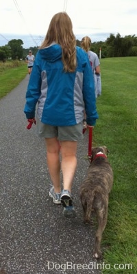 The back of a lady in a blue jacket that is leading a blue-nose brindle Pit Bull Terrier puppy down a blacktop surface. There is a person running down the path.