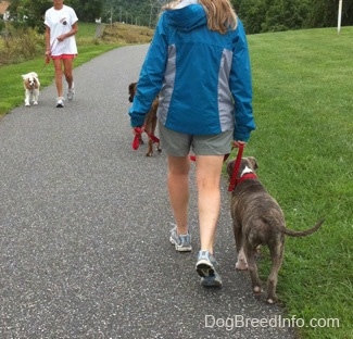 The back of a lady in a blue jacket that is leading a blue-nose brindle Pit Bull Terrier puppy down a blacktop surface. There is a person walking down the path with a white and tan Cavalier King Charles Spaniel dog.