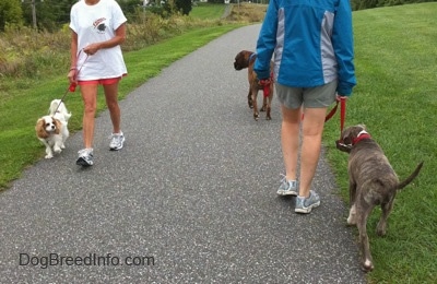 The back of a lady in a blue jacket that is leading a blue-nose brindle Pit Bull Terrier puppy down a blacktop surface. There is a person with a white with tan Cavalier King Charles Spaniel dog walking next to them. All of the dogs are looking at each other.