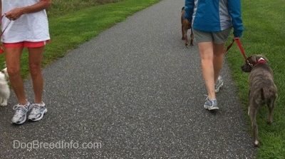 Two dogs and a puppy are walking down a path past each other with no incident.