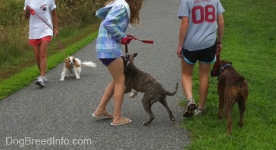 The back of a blonde-haired girl that is holding the leash of a brown brindle Boxer. A girl in a blue plaid jacket is holding the leash of a blue-nose brindle Pit Bull Terrier that is reacting by jumping in the air towards a Cavalier King Charles Spaniel dog that is across from them.