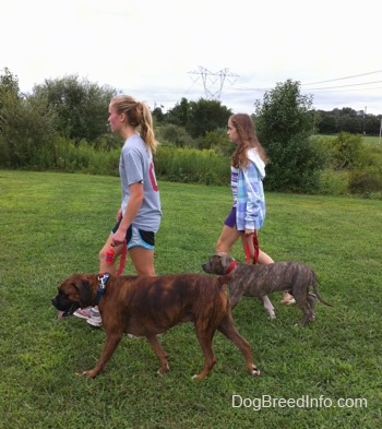 A blonde-haired girl and a girl in a blue jacket are leading a blue-nose brindle Pit Bull Terrier puppy and a brown brindle Boxer on a walk across a field.