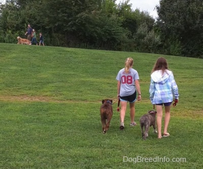 The back of a blonde-haired girl and a girl in a blue plaid jacket that are leading a blue-nose brindle Pit Bull Terrier puppy and a brown brindle Boxer on a walk. On the road in the background in front of them a family is walking their Golden Retriever dog.