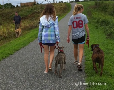 The back of a blonde-haired girl and a girl in a blue plaid jacket that are leading a blue-nose brindle Pit Bull Terrier puppy and a brown brindle Boxer on a walk. Across from him and walking down grass there is a man walking a Golden Retriever dog.