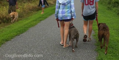 The back of a girl in a blue plaid jacket and a girl in a shirt with a number 08 on it are leading a blue-nose brindle Pit Bull Terrier puppy and a brown brindle Boxer on a walk. Across from them a man is walking his Golden Retriever and behind him is a little girl walking across the grass.