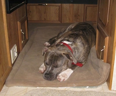 A blue-nose brindle Pit Bull Terrier is laying down on a dog bed inside of a RV camper.