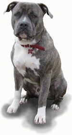 A blue-nose brindle Pit Bull Terrier is sitting on a blank background.