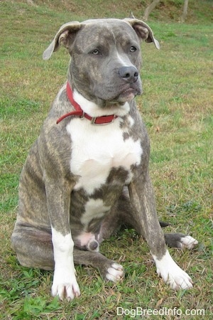Front-side view - A blue-nose brindle Pit Bull Terrier puppy is sitting on grass and he is looking forward.