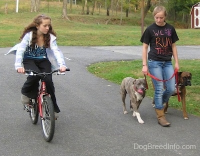 A girl in a white jacket is riding a bike in a circle next to a girl in a black shirt that reads - We Run This. She is leading a blue-nose brindle Pit Bull Terrier puppy and a brown brindle Boxer on a walk around a grass circle.