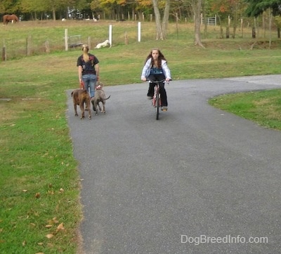 A girl on a bike riding past a girl walking to dogs
