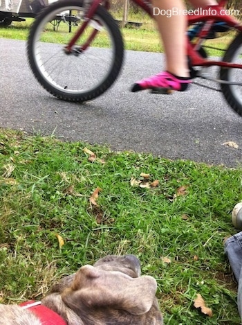 Close up - A blue-nose brindle Pit Bull Terrier puppy is laying on his right side and he is looking at a person riding by on a bicycle.