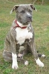 A blue-nose brindle Pit Bull Terrier puppy is sitting in grass and he is looking to the right. He is wearing a red collar.