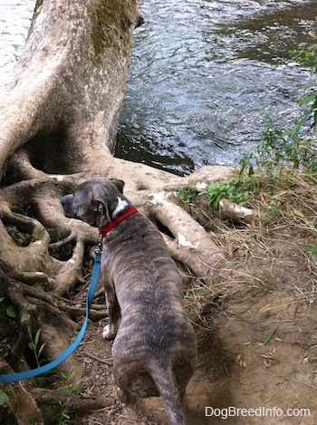 The back of a blue-nose Brindle Pit Bull Terrier is standing in dirt and he is looking out at a tree that is growing into a body of water.