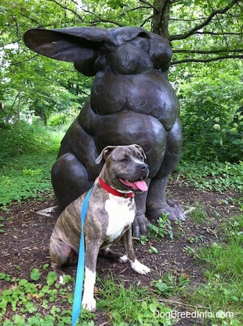 A blue-nose Brindle Pit Bull Terrier is sitting next to a huge rabbit statue that is in the woods.