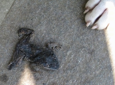 Close up - A dead frog on a stone porch next to a dogs white paw.