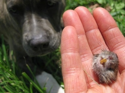 Close up - A person has a mouse head in their hand. In the background a dog is laying in grass and looking up at the hand.