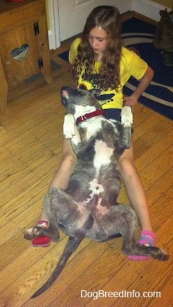 A blue-nose Brindle Pit Bull Terrier is laying on his back belly-up in between the legs of a girl in a yellow shirt.