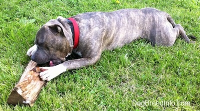 A blue-nose Brindle Pit Bull Terrier is laying out in grass and he is chewing on a log.