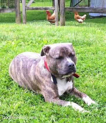 A blue-nose Brindle Pit Bull Terrier is laying in grass and there is a wooden fence with two hens behind them in the background.