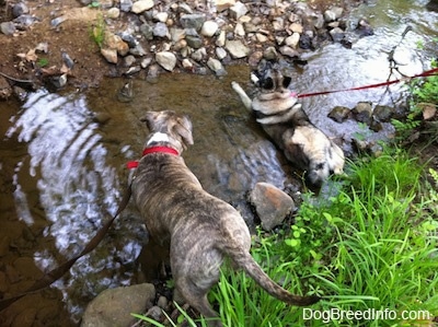 The back of a blue-nose Brindle Pit Bull Terrier and a Norwegian Elkhound. They both are laying in a small stream.