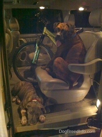 A brown with black and white Boxer is sitting in a bucket seat in the middle of a Toyota Sienna minivan. A blue-nose brindle Pit Bull Terrier puppy is sleeping on the floor of a vehicle in front of him. There is a mountain bike in in the van next to the Boxer.