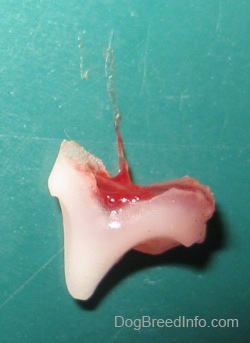 Close up - A dogs tooth that is on a green plate.
