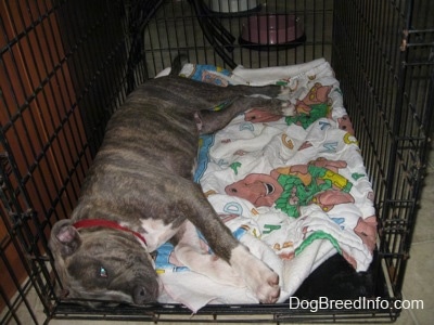 A blue-nose brindle Pit Bull Terrier puppy is laying on his right side inside of a crate on top of a Barney the Purple Dinosaur blanket.
