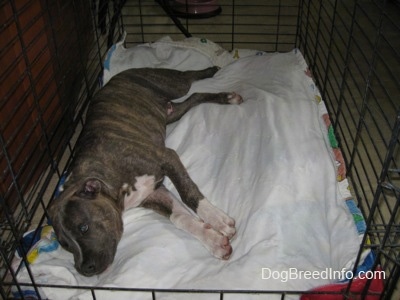 A blue-nose brindle Pit Bull Terrier puppy is laying down on his right side inside of a dog crate.