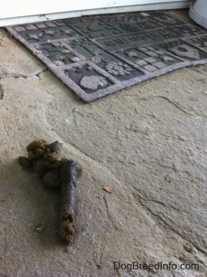 A small pile of dog poop is on a stone porch and there is a welcome mat behind it.