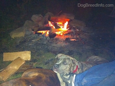 A blue-nose brindle Pit Bull Terrier puppy and a brown brindle Boxer are laying around an outside camp fire.