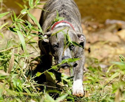 Close up - A blue-nose brindle Pit Bull Terrier puppy is walking up grass looking forward. His head is level with his body and there is a pond behind him.
