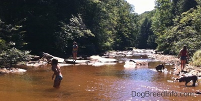 Two girls are walking on the edge of a creek. One girl is in the water and a blue-nose brindle Pit Bull Terrier puppy and a brown brindle Boxer are standing in it.