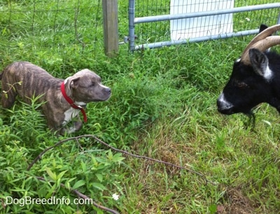 A blue-nose brindle Pit Bull Terrier puppy is standing in medium sized grass having a stare down with a goat