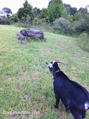 A black and white goat is following behind a blue-nose brindle Pit Bull Terrier puppy across a field.