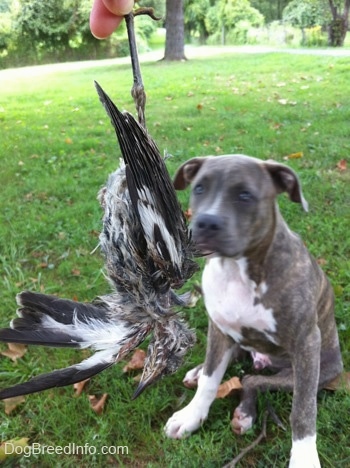 A person is holding a dead bird in their hand. There is a blue-nose brindle Pit Bull Terrier puppy sitting in grass and looking at the bird.