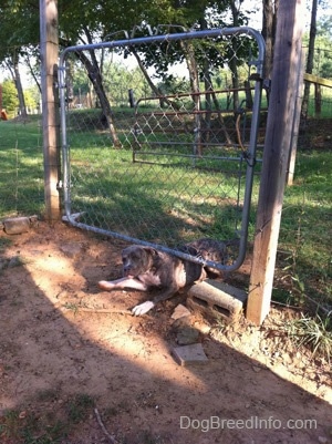 A blue-nose brindle Pit Bull Terrier puppy is half way under a chain link gate.
